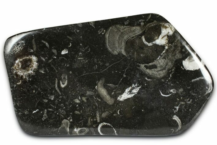 Polished Devonian Fossil Coral and Bryozoan Plate - Morocco #365130